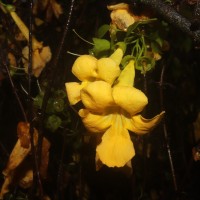 Dolichandra unguis-cati (L.) L.G.Lohmann